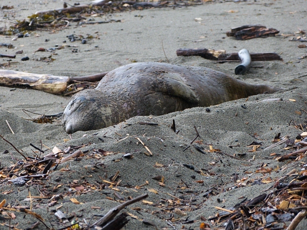 Molting female elephant seal. The Parks Board roped off a quarter acre for her so she could have some space, but I feel her presence on a heavily-trafficked public beach puts her at risk. 